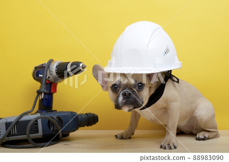 Bulldog dog sits in a large white protective construction helmet next to electric construction tools on a yellow background celebrating Labor Day. French bulldog posing in a photo studio. 88983090