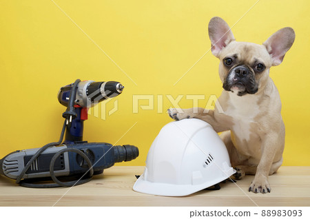 Bulldog dog sits on a yellow background with his paw on a large white protective construction helmet next to electric construction tools on Labor Day. French bulldog posing in a photo studio. Bulldog dog sits on a yellow background with his paw on a large white protective construction helmet next to electric construction tools on Labor Day. French bulldog posing in a photo studio. 88983093