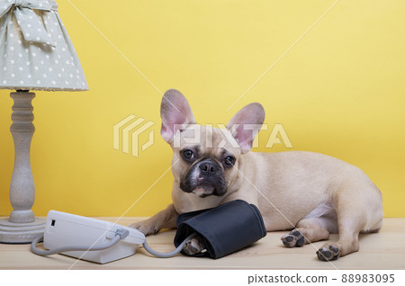 French bulldog breed dog measures blood pressure, lying on a yellow background next to an electric table lamp. The French Bulldog looks into the camera attentively. French bulldog breed dog measures blood pressure, lying on a yellow background next to an electric table lamp. The French Bulldog looks into the camera attentively. 88983095