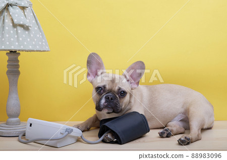 A bulldog breed dog lies on a yellow background in a cozy photo studio and measures his blood pressure. Nearby is an electric table lamp. A bulldog breed dog lies on a yellow background in a cozy photo studio and measures his blood pressure. Nearby is an electric table lamp. 88983096