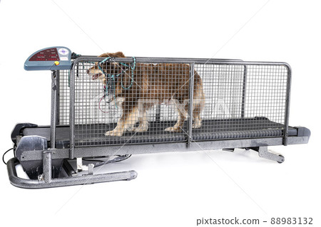 treadmill for dog in studio 88983132