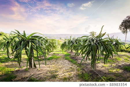 Dragon fruit on plant, Raw Pitaya fruit on tree, A pitaya or pitahaya is the fruit of several cactus species. 88983354