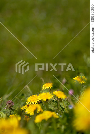 充分春天領域的圖像蒲公英 88983390