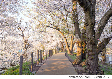 櫻花盛開的人行道 嘉城公園 春天的早晨 山形縣 88983407
