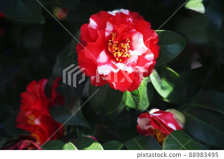 Red-red and variegated camellia flowers Red-red and variegated camellia flowers 88983495