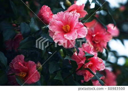 Crimson and squeezed camellia flowers Crimson and squeezed camellia flowers 88983500