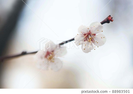 Late blooming plums, light pink flowers Late blooming plums, light pink flowers 88983501