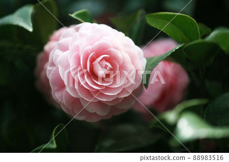 Maiden camellia flowers that bloom in the spring light 88983516