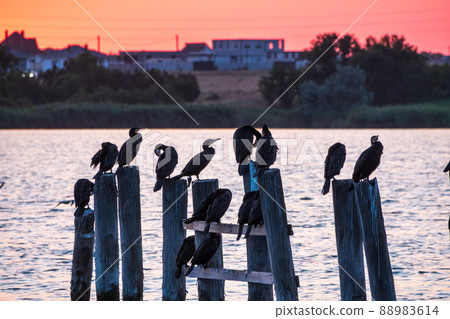 A flock of cormorants sits on a old sea pier in orange sunset light 88983614