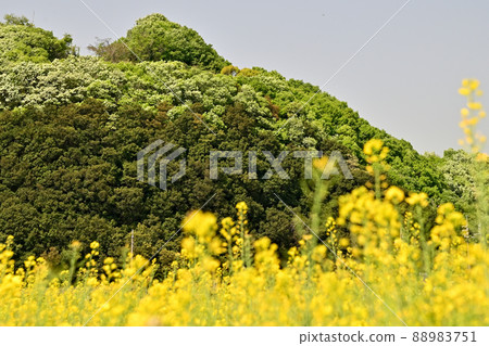 岡山縣笠岡墾殖地的油菜花 岡山縣笠岡墾殖地的油菜花 88983751