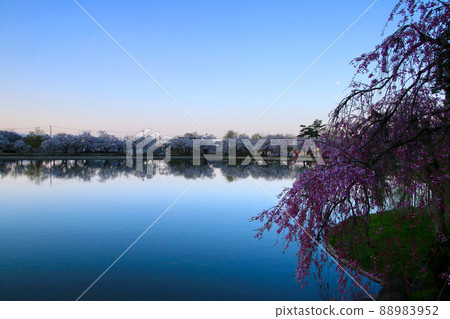 堂前公園的櫻花（山形縣東根市） 88983952