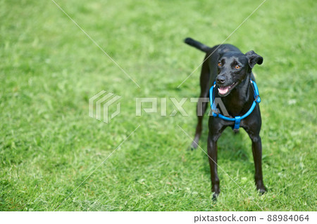 Play. A happy black canine standing in the lawn. 88984064