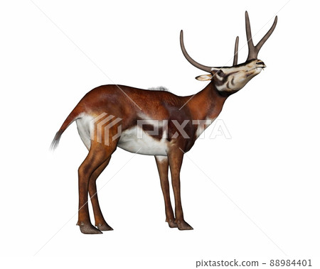 Kyptocera mammal standing head looking up - 3D render Kyptocera mammal standing head looking up - 3D render 88984401
