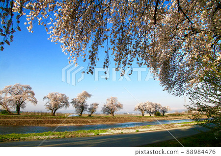 Shiramizu River Embankment Cherry Blossom Trees (Higashine City, Yamagata Prefecture) Shiramizu River Embankment Cherry Blossom Trees (Higashine City, Yamagata Prefecture) 88984476