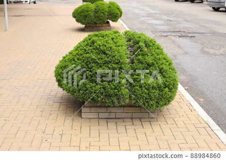 Thuja bushes and yellow tiles. Drop form of thuja dwarf. Greening of city, ordinary landing, landscape design element, closeup, front view. Thuja bushes and yellow tiles. Drop form of thuja dwarf. Greening of city, ordinary landing, landscape design element, closeup, front view. 88984860