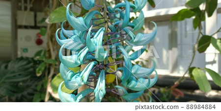 金銀花 88984884