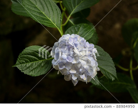 Hydrangea blooming in the temple grounds Hydrangea blooming in the temple grounds 88984950
