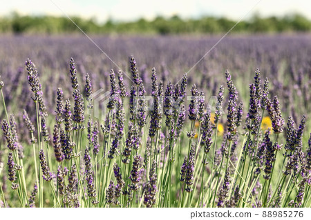 Lavender stems on a plantation in Provence on a bright sunny summer day. Vaucluse, France Lavender stems on a plantation in Provence on a bright sunny summer day. Vaucluse, France 88985276