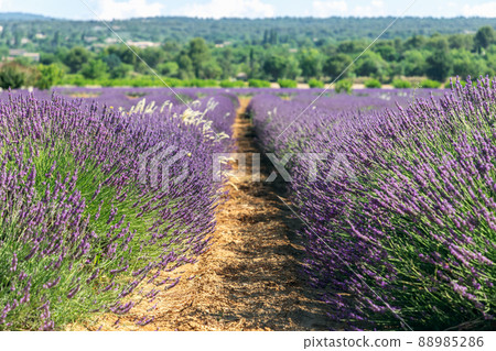 Classic French hybrid Lavender Grosso fragrant dark blue flower spikes vigorous growth habit. Classic French hybrid Lavender Grosso fragrant dark blue flower spikes vigorous growth habit. 88985286