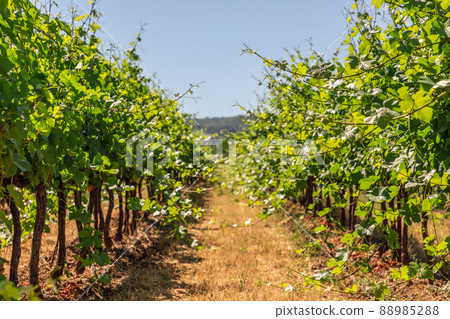 Thin tender, not yet cut shoots of young vines of low grape bushes grow on gravel yellow 88985288