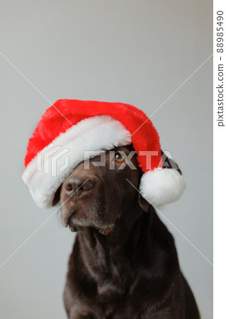 Labrador on sale christmas outfit