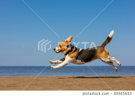 the domestic dog beagle runs and jumps in nature. dog training on the seashore or in the forest, a pet has fun and plays with its owner 88985683