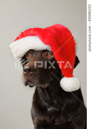 a labrador retriever dog wearing a Santa Claus hat. decorations and outfit for Christmas or new year. the spirit of winter and joy a labrador retriever dog wearing a Santa Claus hat. decorations and outfit for Christmas or new year. the spirit of winter and joy 88986202