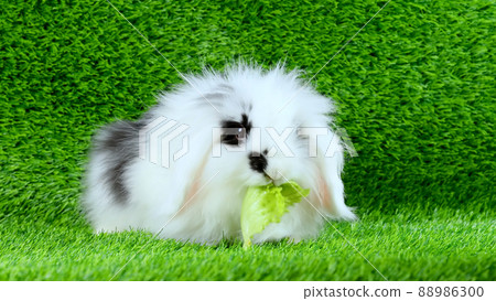 A cute spotted lop-eared rabbit chews on a leaf of lettuce. Black and white beautiful rabbit minilop. A cute spotted lop-eared rabbit chews on a leaf of lettuce. Black and white beautiful rabbit minilop. 88986300