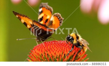 A beautiful butterfly Vanessa cardui together with a bee sit on the echinacea flower. Pollination of a flower close-up. A beautiful butterfly Vanessa cardui together with a bee sit on the echinacea flower. Pollination of a flower close-up. 88986311