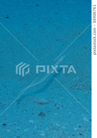 Ryukyu Bella Gimpo Okinawa Sea Underwater Photo 88986761