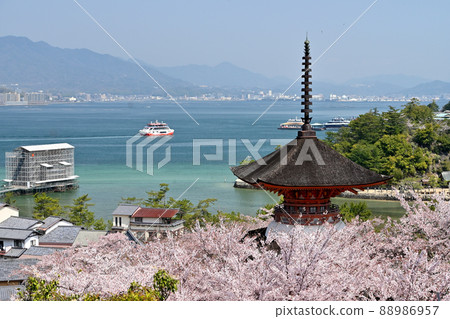 廣島縣宮島的櫻花 廣島縣宮島的櫻花 88986957