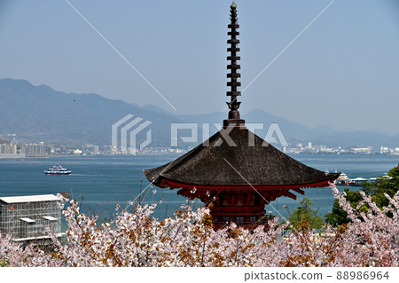 廣島縣宮島的櫻花 廣島縣宮島的櫻花 88986964