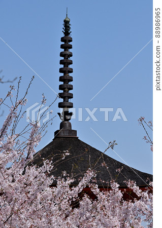 Sakura in Miyajima, Hiroshima Prefecture Sakura in Miyajima, Hiroshima Prefecture 88986965