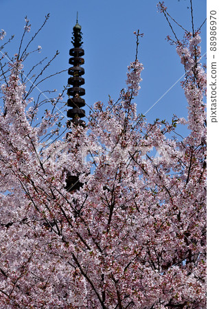 廣島縣宮島的櫻花 88986970