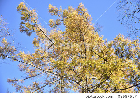 Autumn leaves scenery of Kamikochi 88987617
