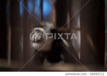 Abyssinian colobus baby 88988112