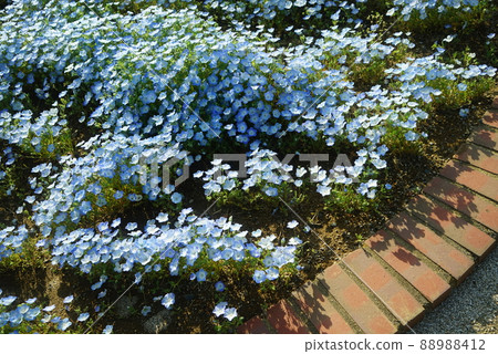 Nemophila flower 88988412