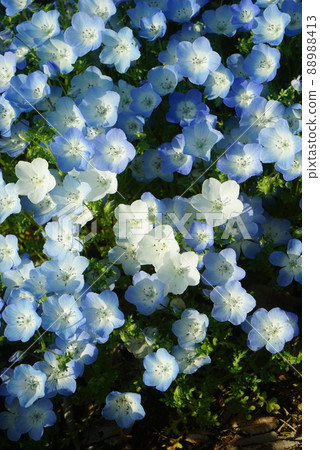 Nemophila flower Nemophila flower 88988413