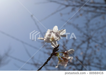 Scenery with branches of Yoshino cherry blossoms with transparent petals in the blue sky and the sun Scenery with branches of Yoshino cherry blossoms with transparent petals in the blue sky and the sun 88988416