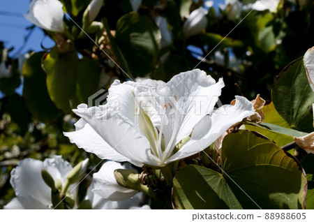 Shirobana Soshinka Shirobana Soshinka 88988605