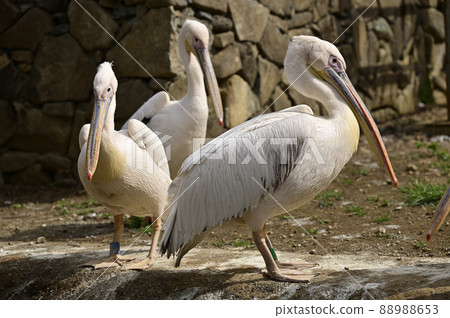 Pelican 88988653