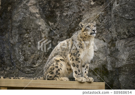 Snow leopard 88988654