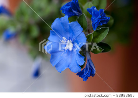 American Blue (Evolved) American Blue (Evolved) 88988693