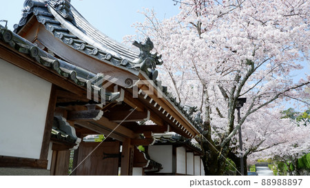 大津市坂本御殿場櫻花盛開 88988897