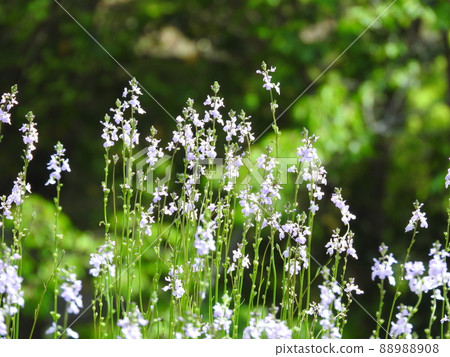 松包蘭殖民地 88988908