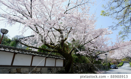 Otsu City Sakamoto Gotemba Cherry Blossoms in Full Bloom 88988913