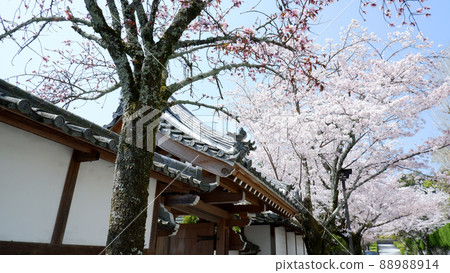 Otsu City Sakamoto Gotemba Cherry Blossoms in Full Bloom 88988914