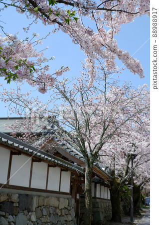 Otsu City Sakamoto Gotemba Cherry Blossoms in Full Bloom 88988917