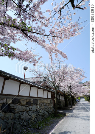 大津市坂本御殿場櫻花盛開 大津市坂本御殿場櫻花盛開 88988919