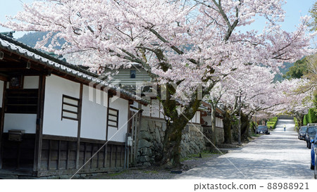 Otsu City Sakamoto Gotemba Cherry Blossoms in Full Bloom 88988921